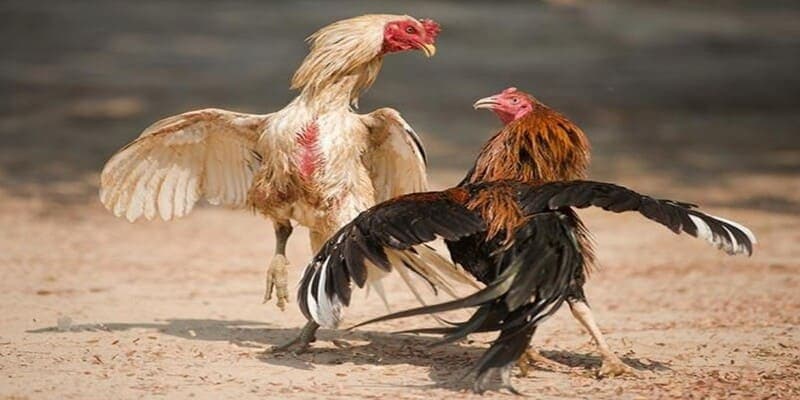 thế gà đá đòn độc Gà đá hầu