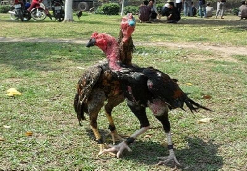 các thế đá gà Lối gà ôm đấm